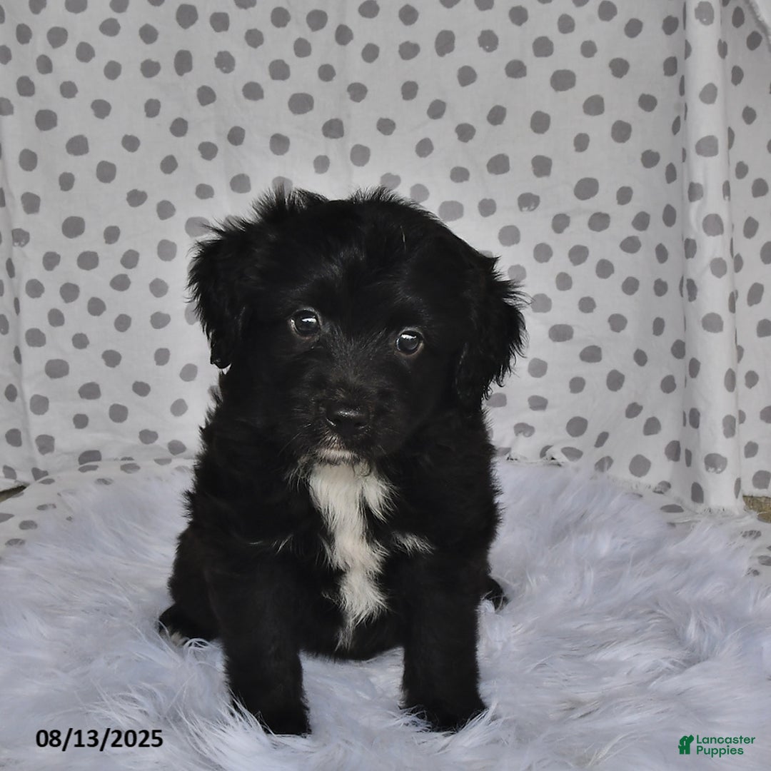 Aussiedoodle dogs for sale: Olivia - Image 2