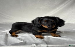 Miniature Dachshund dogs for sale: Miniature Dachshund 2 puppies - Image 3