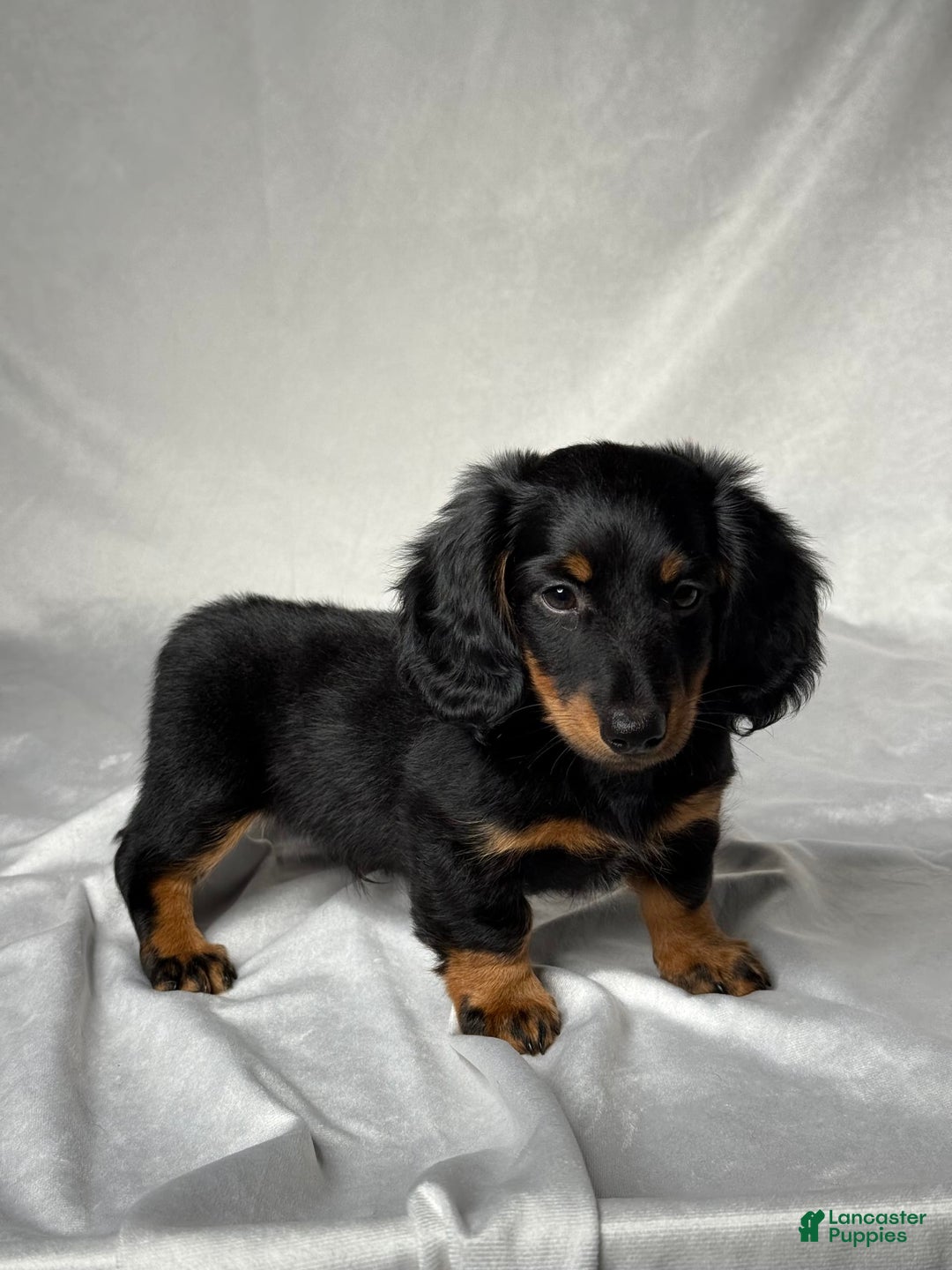Miniature Dachshund dogs for sale: Miniature Dachshund 2 puppies - Image 3