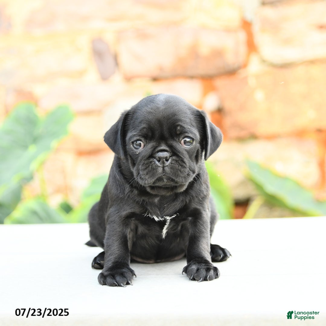 Pug dogs for sale: Jennie - Image 1