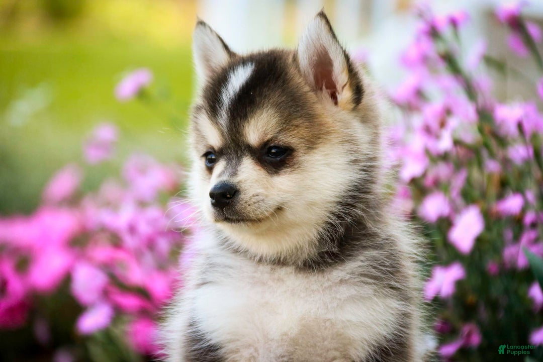 Pomsky dogs for sale: Fira - Image 3