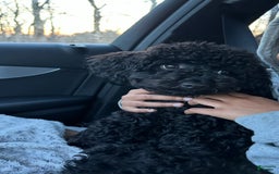 Cockapoo dogs for sale: Coal - Image 5