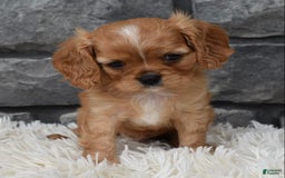 Cavalier King Charles Spaniel dogs for sale: Blaze - Image 6