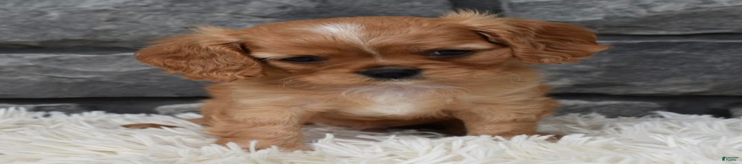 Blaze