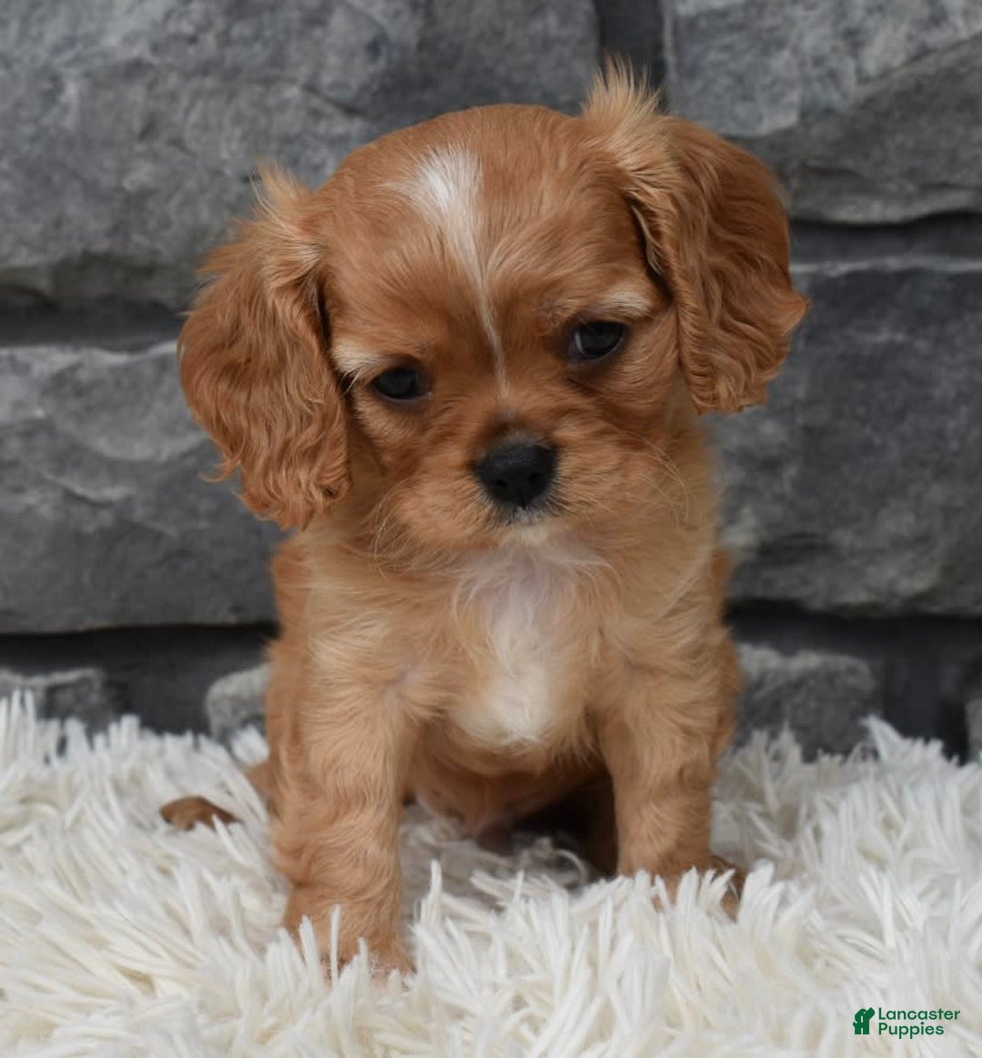 Cavalier King Charles Spaniel dogs for sale: Blaze - Image 6