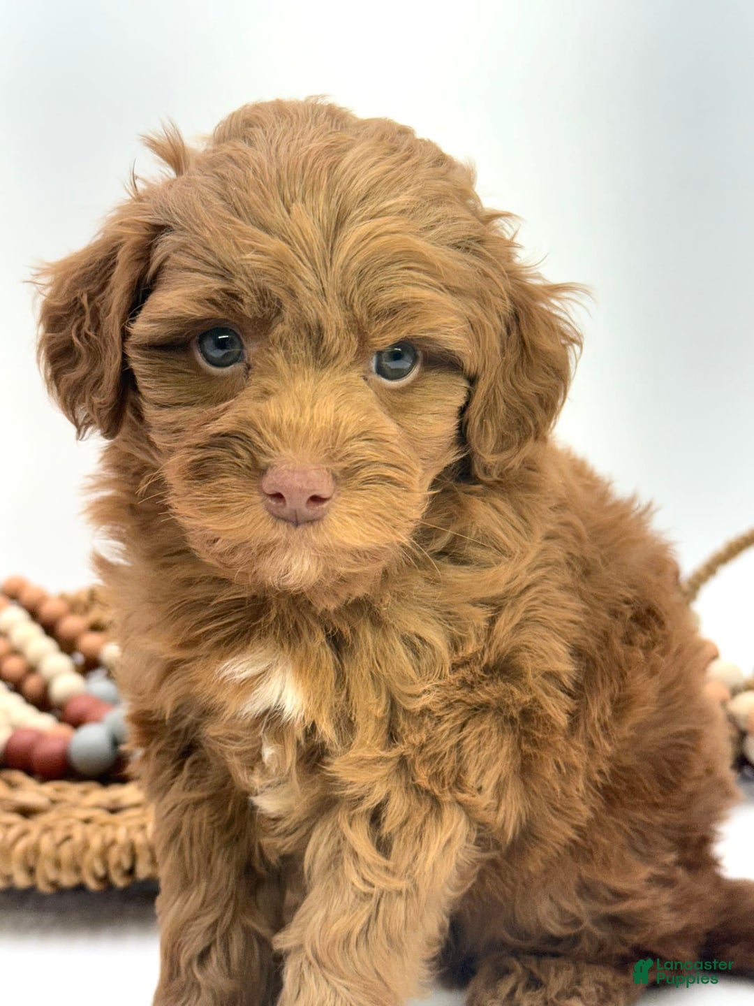 Mini Goldendoodle dogs for sale: Caine Mini Brown Based - Image 1