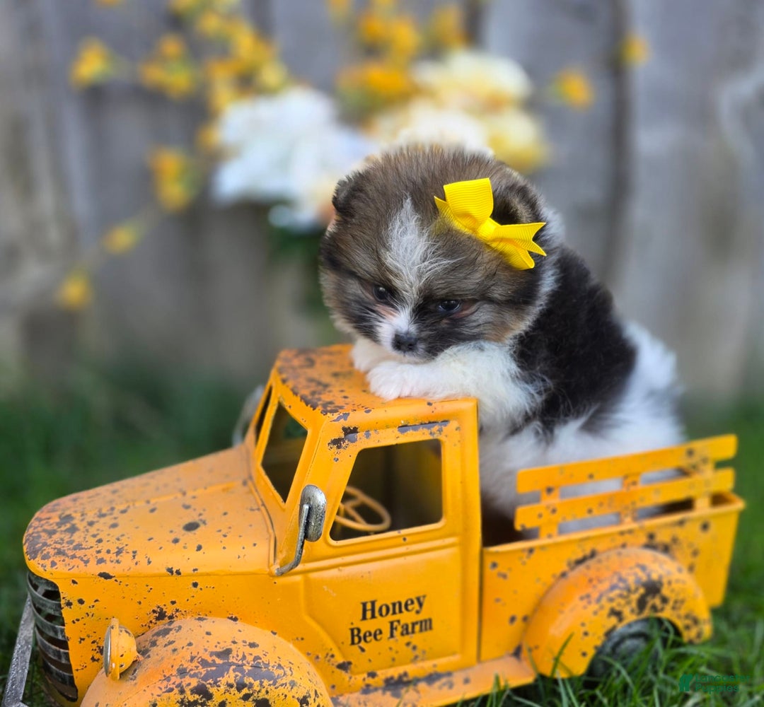 Pomeranian dogs for sale: Nirvana - Image 30