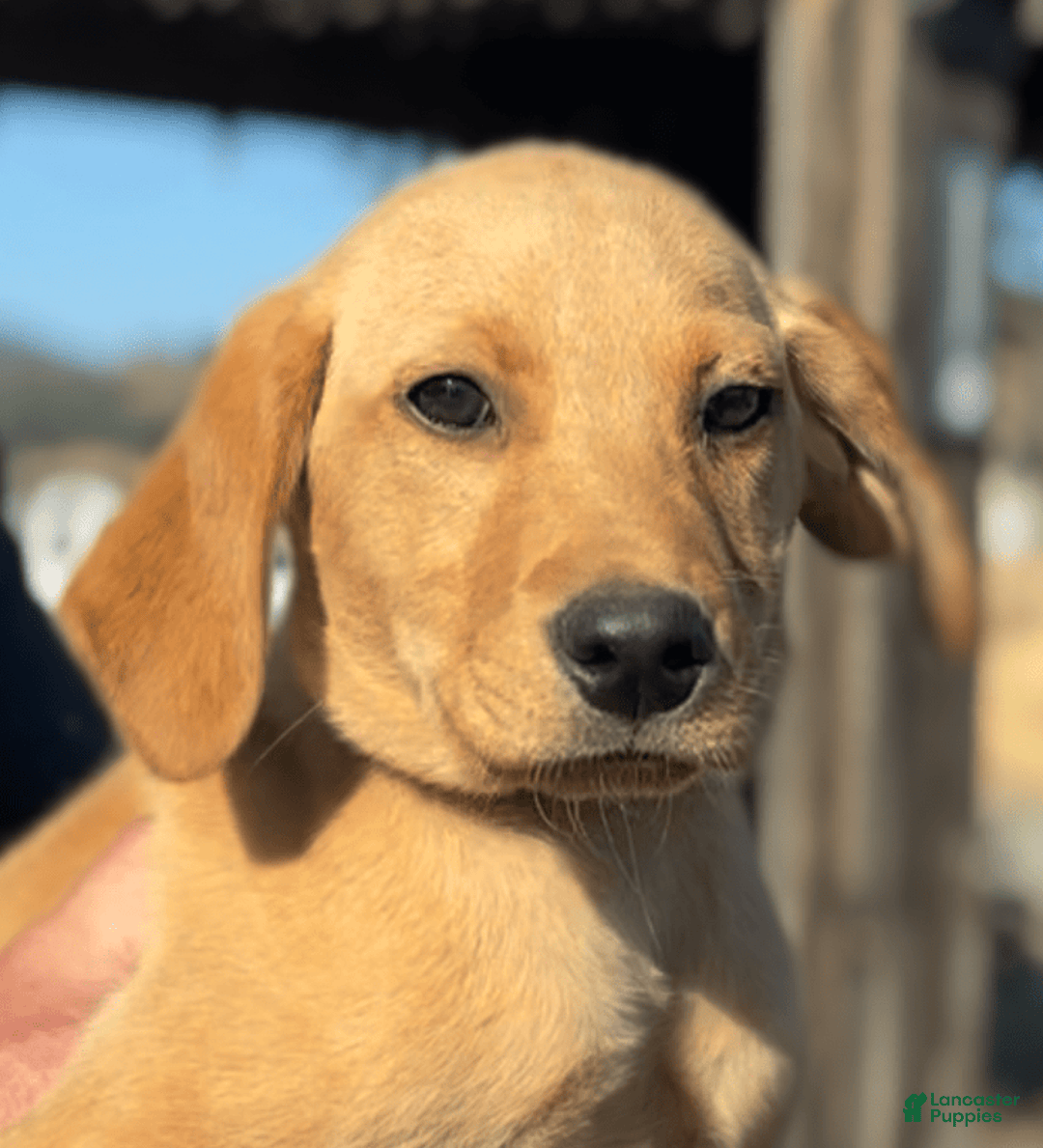 Labrador Retriever dogs for sale: Mufasa - Image 19