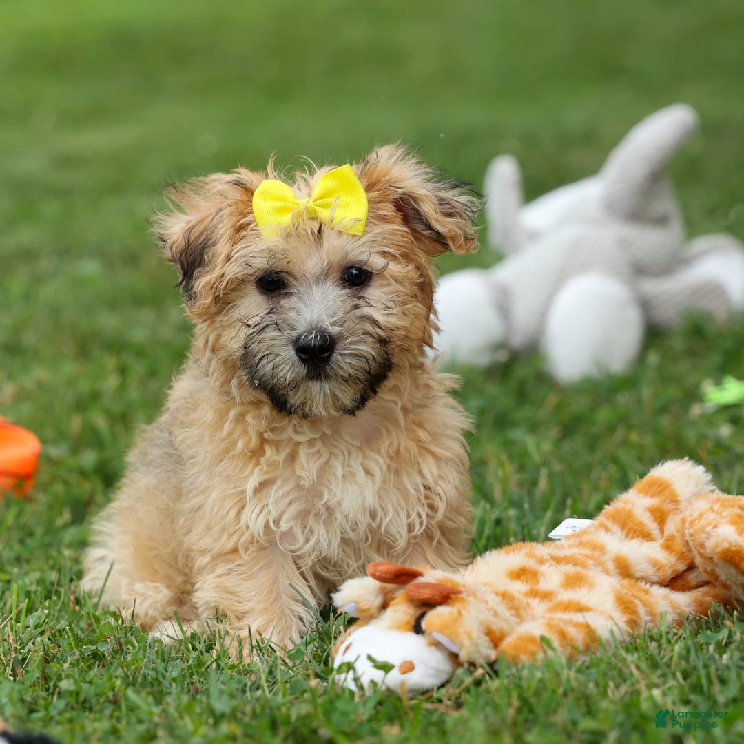 Yochon dogs for sale: Theodore - Image 2