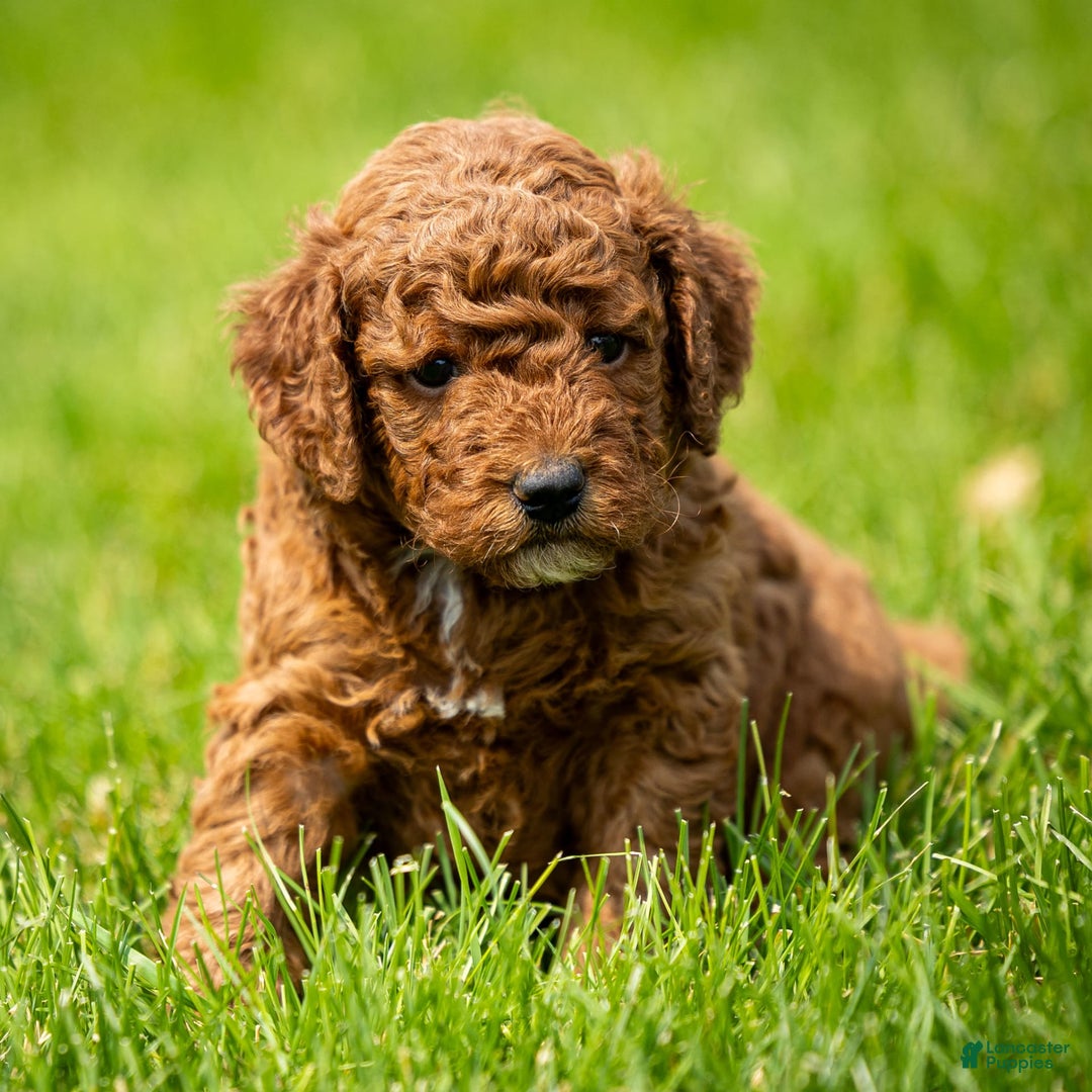 Miniature Poodle dogs for sale: Beau - Image 14