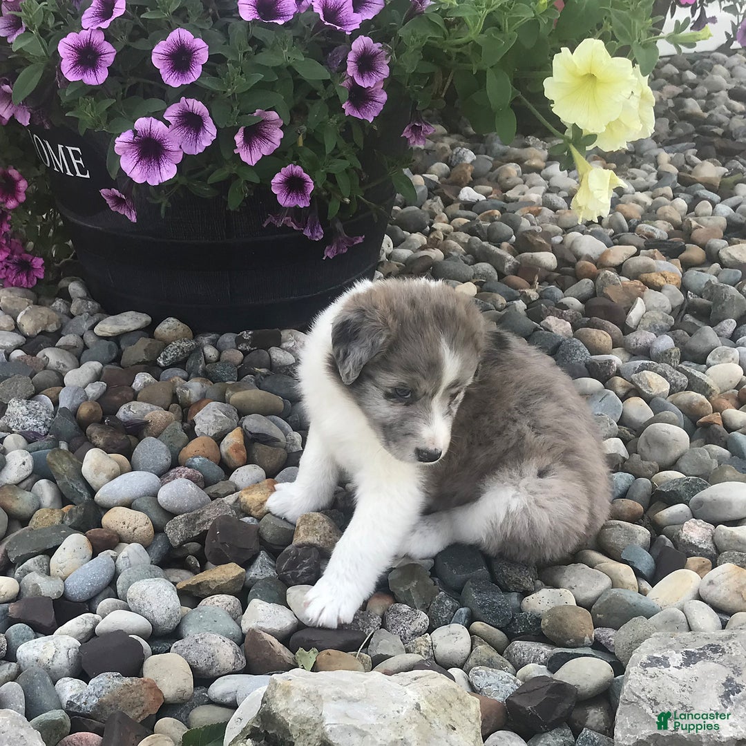 English Shepherd dogs for sale: Tizzy - Image 4