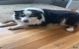 Australian Shepherd dogs for sale: Zoey - Image 15