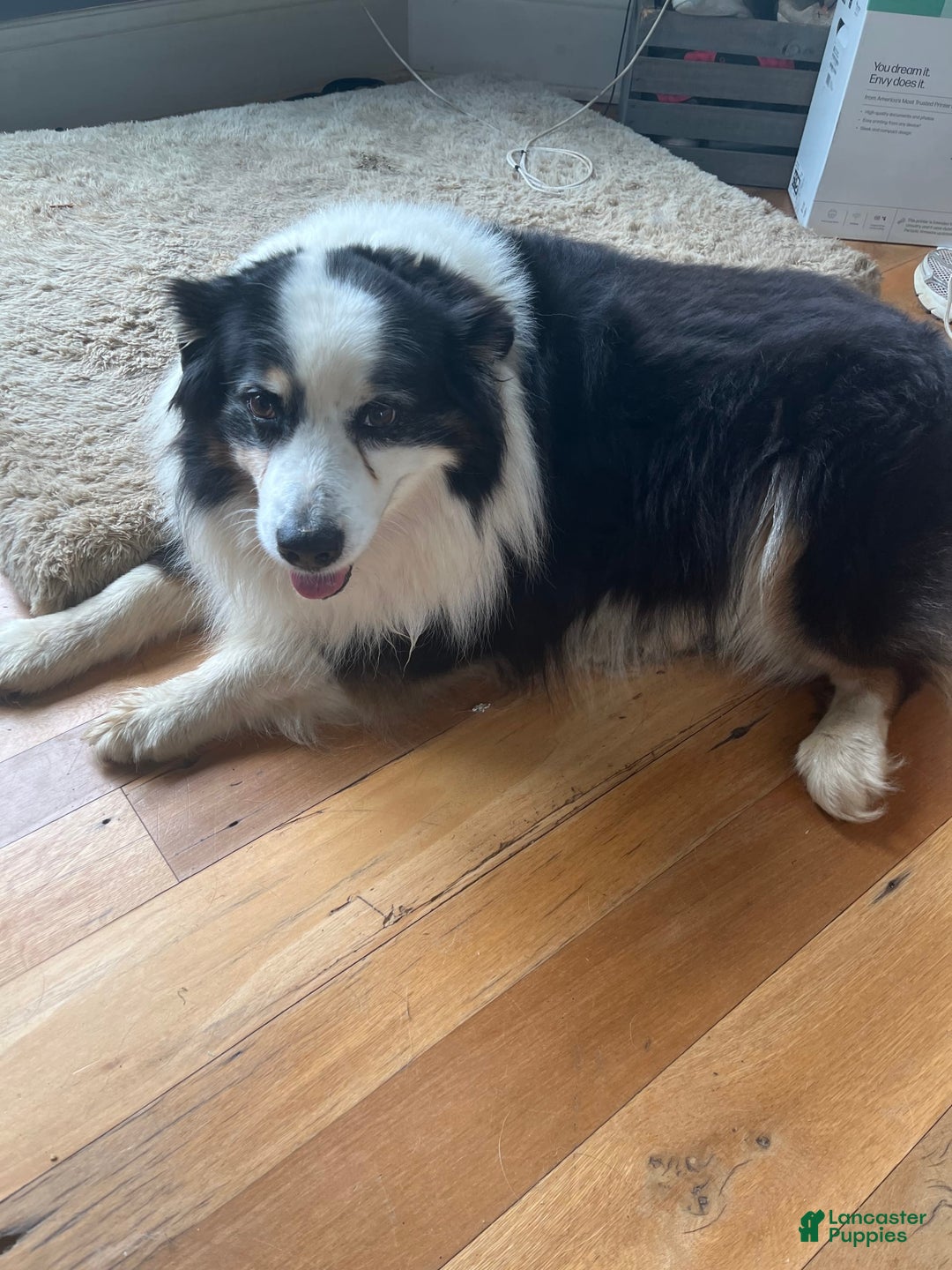Australian Shepherd dogs for sale: Zoey - Image 15