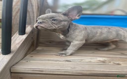 French Bulldog dogs for sale: French Bulldog 4 puppies - Image 2