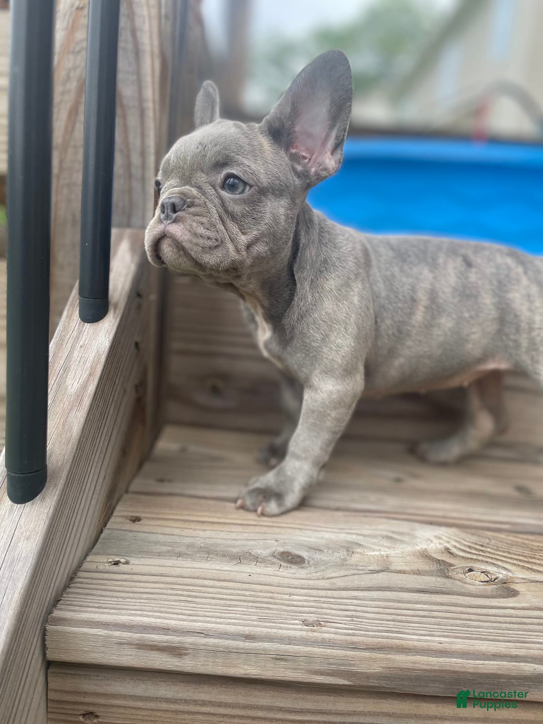 French Bulldog dogs for sale: French Bulldog 4 puppies - Image 2