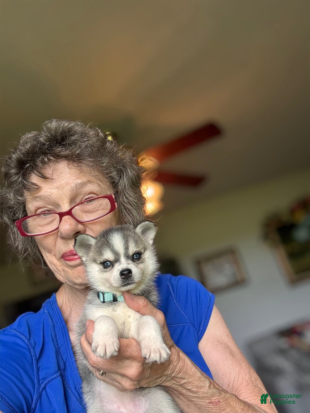 Alaskan Klee Kai dogs for sale: Blue Katie - Image 9