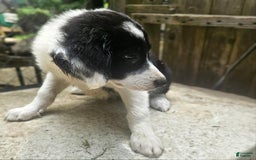 Border Collie dogs for sale: Ellie - Image 18