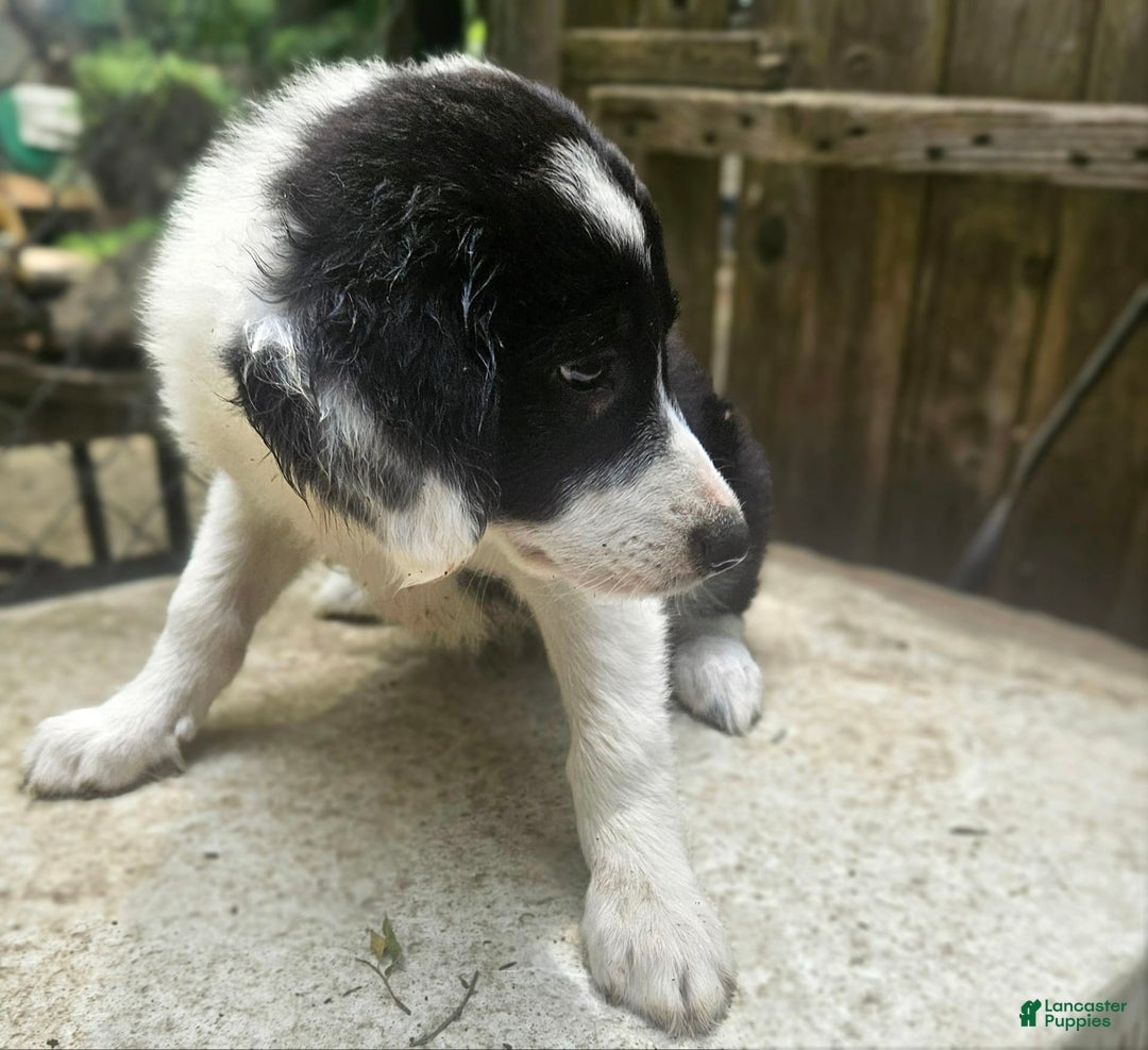 Border Collie dogs for sale: Ellie - Image 18