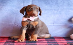 Doberman Pinscher dogs for sale: DIAMOND - Image 19