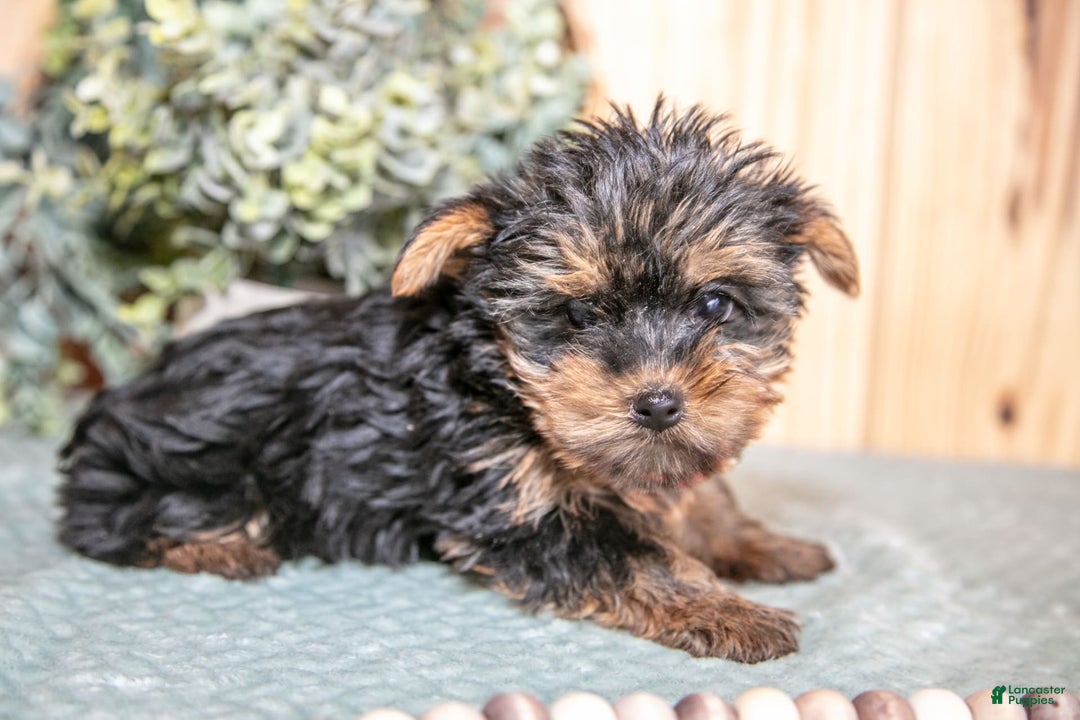 Yorkshire Terrier dogs for sale: Blue Bells - Image 3
