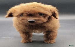Toy Poodle dogs for sale: Lili - Image 5