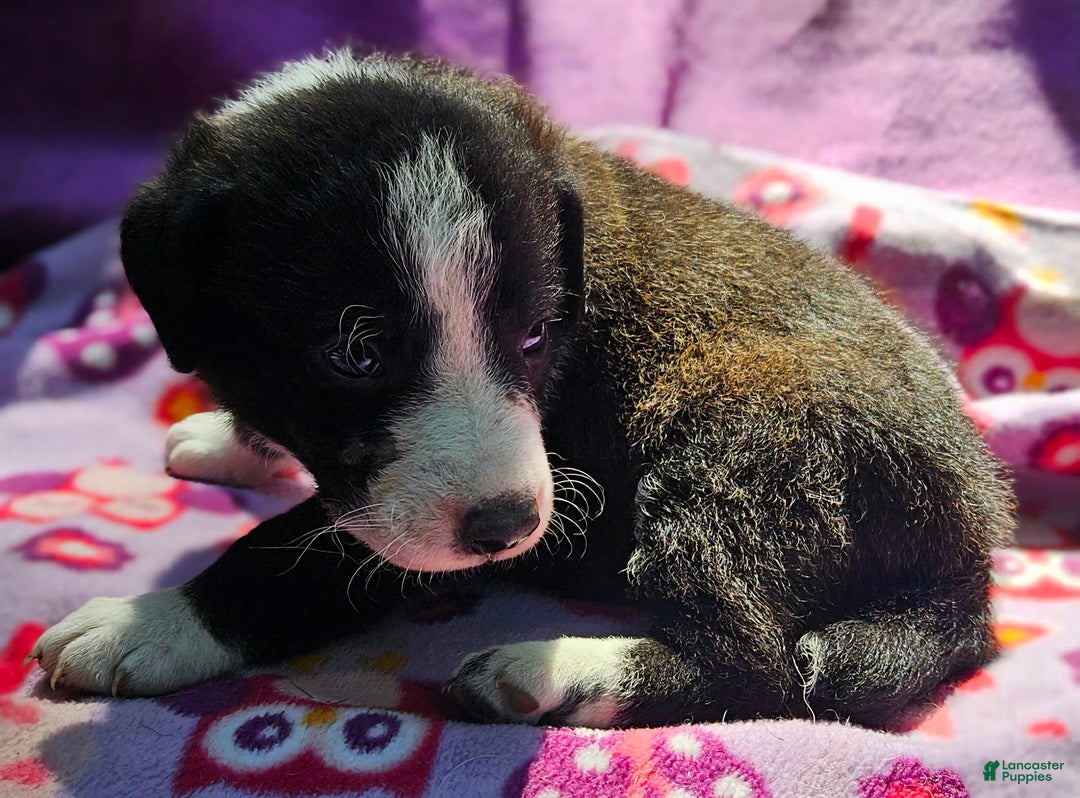 Border Collie dogs for sale: Coco - Image 14