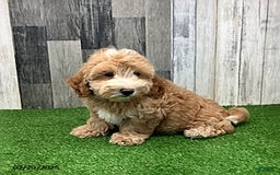 Maltipoo dogs for sale: Jason - Image 3