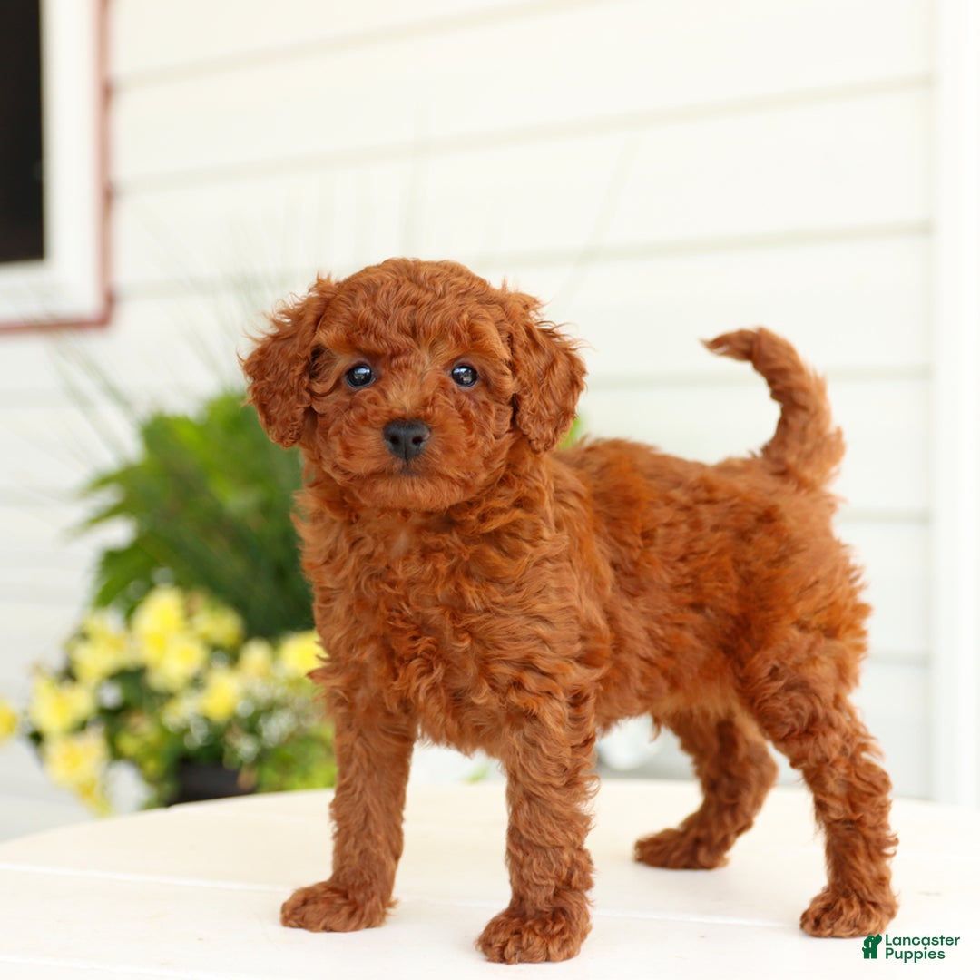 Miniature Poodle dogs for sale: Nacho - Image 1