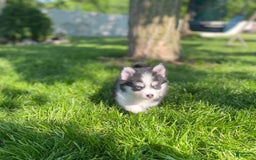 Pomsky dogs for sale: Chai - Image 18
