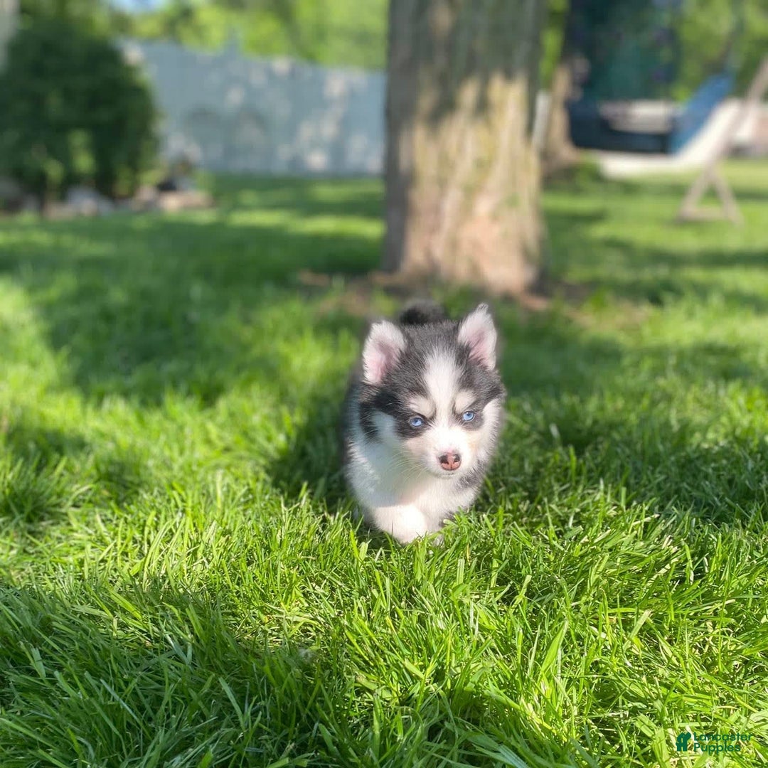 Pomsky dogs for sale: Chai - Image 18