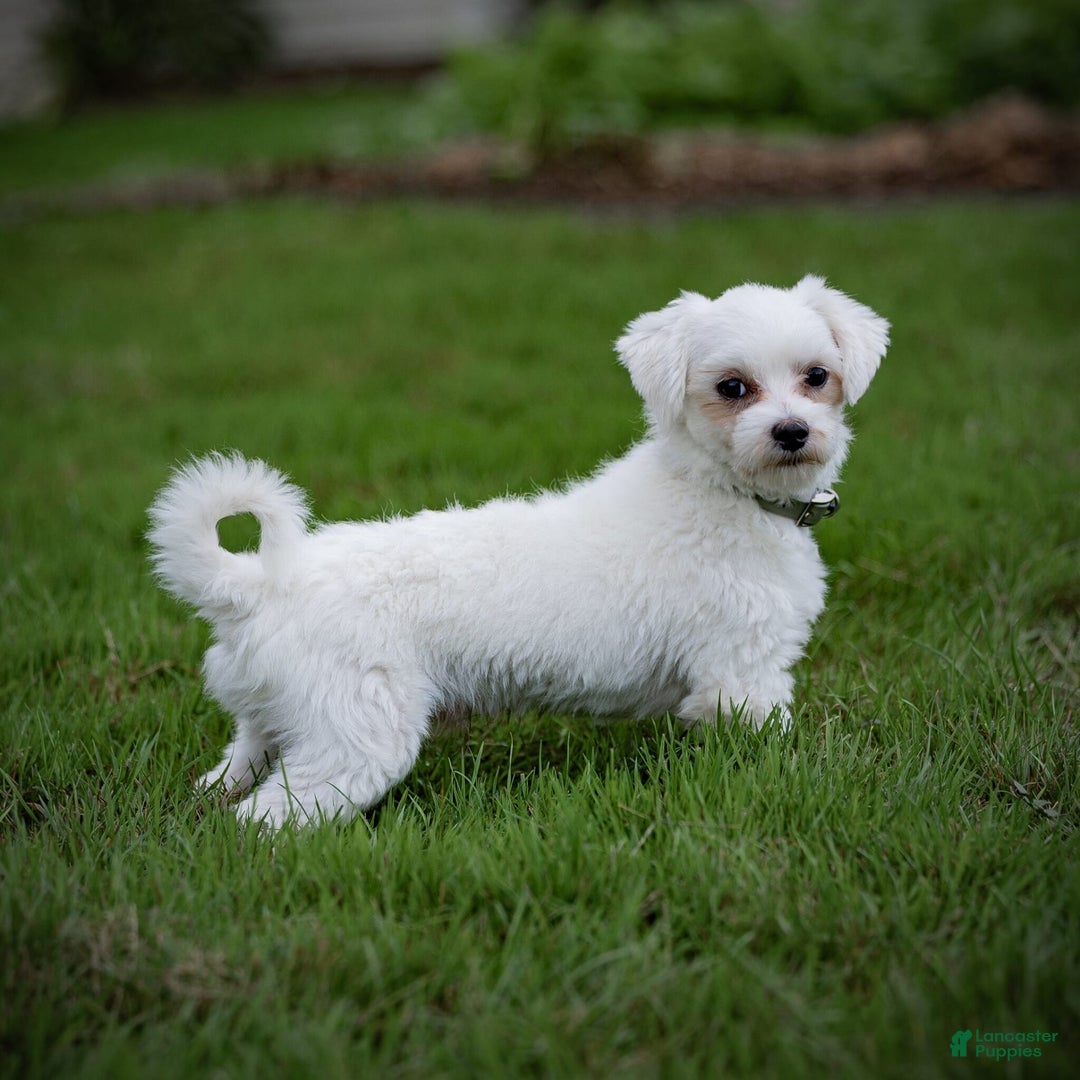 Maltese dogs for sale: Ash - Image 17