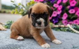 Boxer dogs for sale: Sunny - Image 8