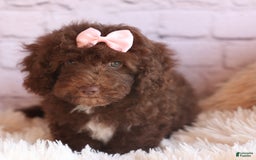 Cockapoo dogs for sale: Barb - Image 13