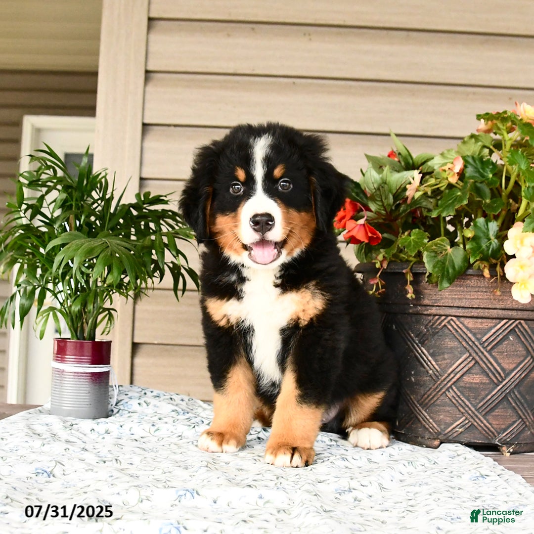 Bernese Mountain Dog dogs for sale: Bruno - Image 8