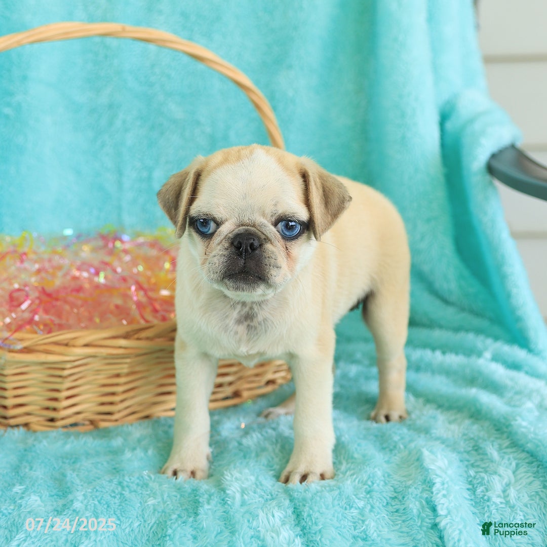 Pug dogs for sale: Penny - Image 1