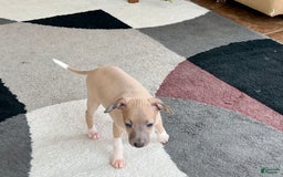 Italian Greyhound dogs for sale: Noah - Image 8