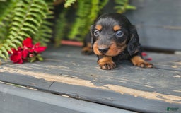 Dachshund dogs for sale: Raven - Image 3