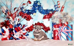 Chihuahua dogs for sale: Urban - Listing for pets: Urban - Image 1