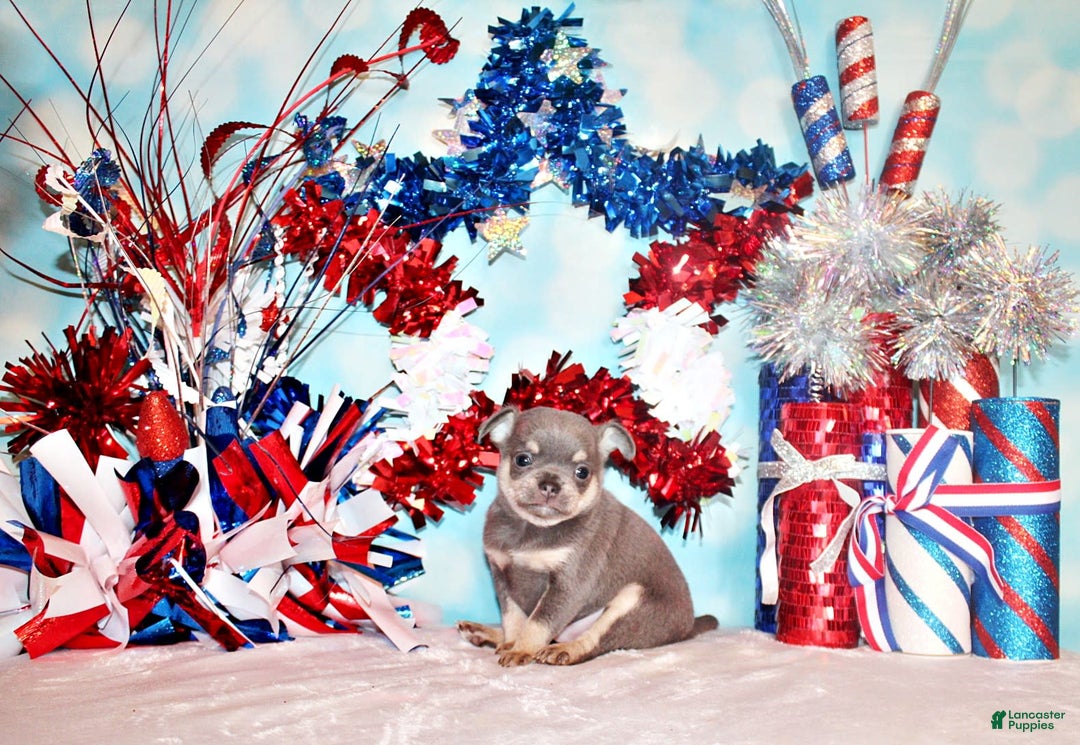 Chihuahua dogs for sale: Urban - Listing for pets: Urban - Image 1