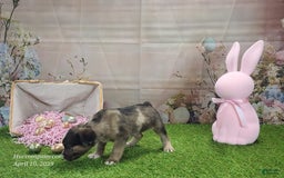 Catahoula Leopard Dog dogs for sale: Goldie 2025 F1 - Image 11