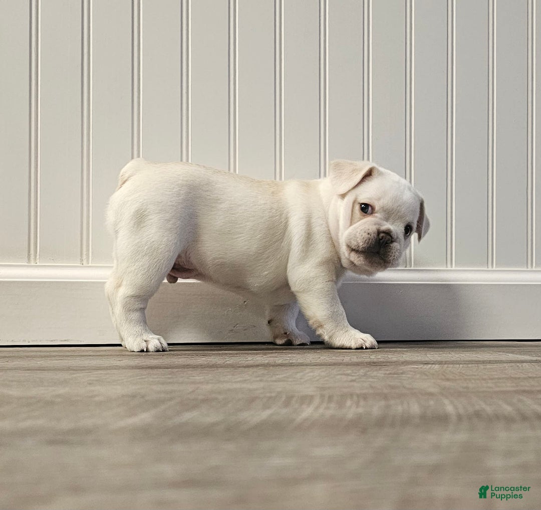 French Bulldog dogs for sale: Bear - Image 4