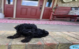 Cavapoo dogs for sale: Randy - Image 5