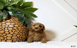 Cavapoo dogs for sale: Zinnia - Image 2
