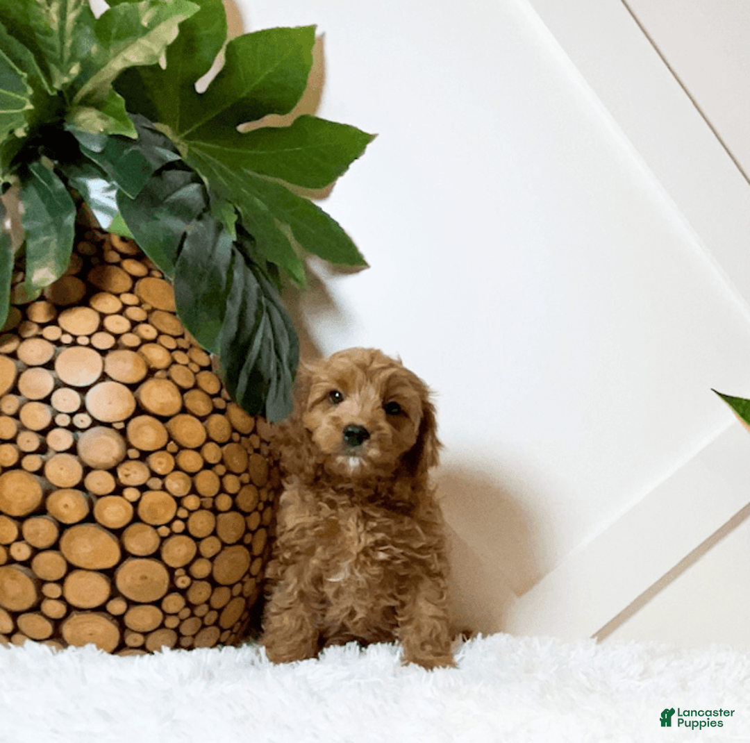 Cavapoo dogs for sale: Zinnia - Image 2