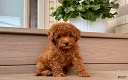 Maltipoo dogs for sale: Gorgeous - Image 6