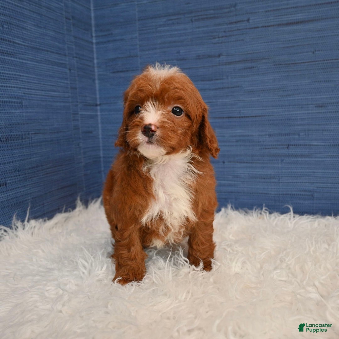 Cavapoo dogs for sale: Sean - Image 4