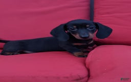 Miniature Dachshund dogs for sale: Freddie - Image 13