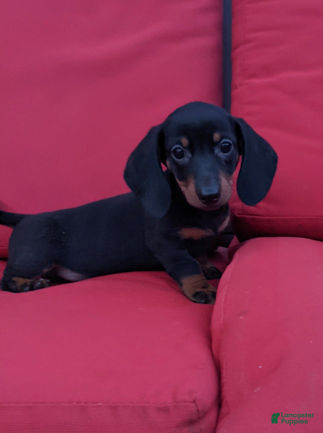Miniature Dachshund dogs for sale: Freddie - Image 13