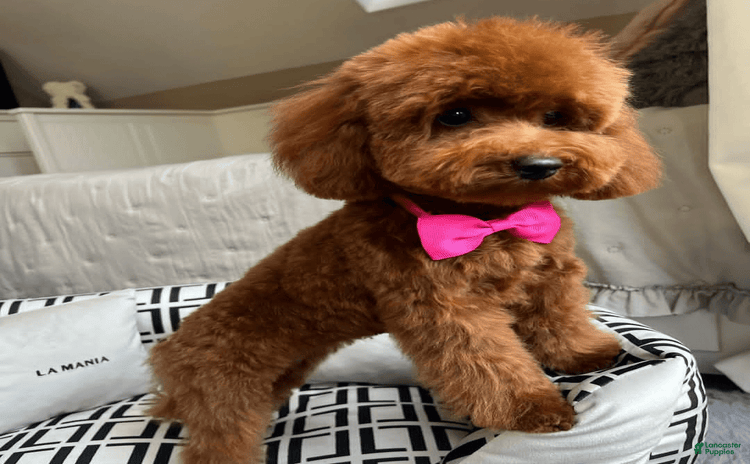 Toy Poodle dogs for sale - Ad 5