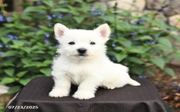 West Highland Terrier dogs for sale: Danny - Image 3